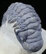 Crotalocephalina Trilobite - Foum Zguid, Morocco #25828-5